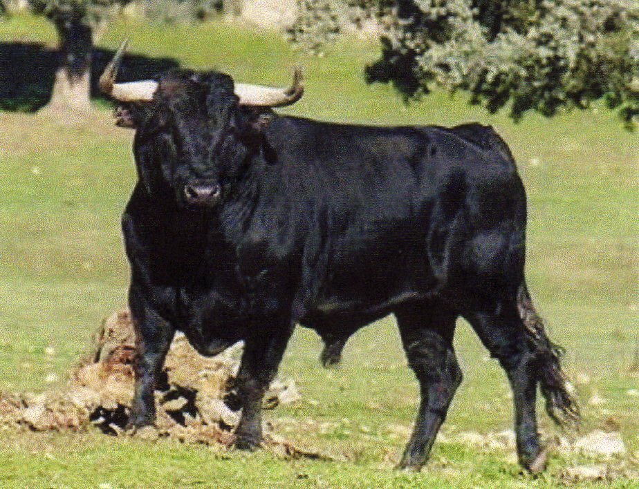 Bull italiano
