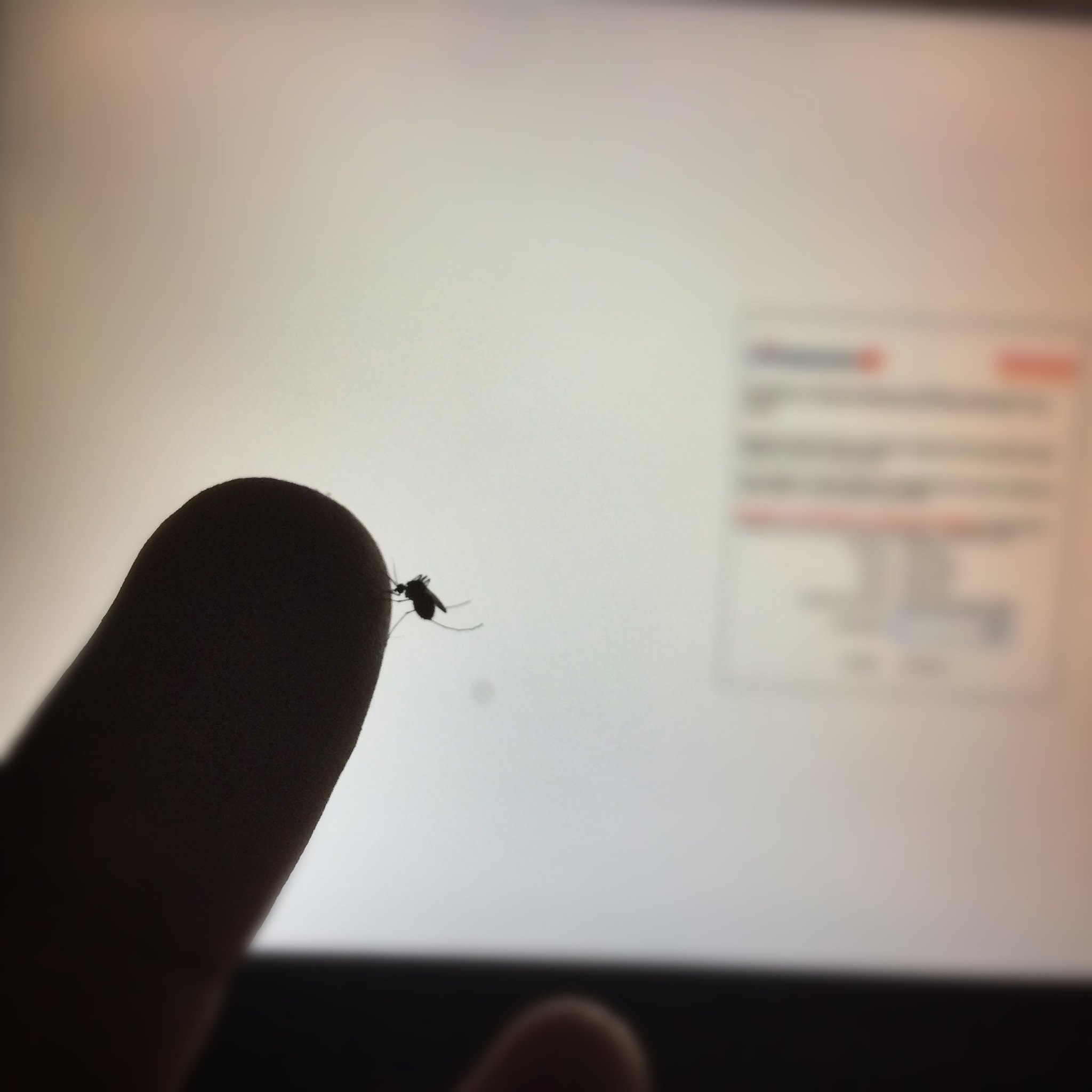 A mosquito eating from my finger